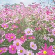 ヒメ日記 2025/12/27 14:37 投稿 菅野　花江 東京ローズマリー