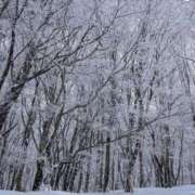 ヒメ日記 2026/01/01 08:37 投稿 菅野　花江 東京ローズマリー