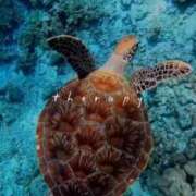 ヒメ日記 2026/09/05 03:13 投稿 アイナ HANA-okinawa-