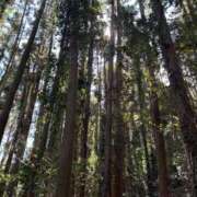 ヒメ日記 2026/03/19 09:07 投稿 有賀　百合子 東京ローズマリー