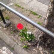 ヒメ日記 2025/03/25 14:47 投稿 ちなみ MINT(日本橋)