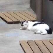 ヒメ日記 2025/08/06 13:35 投稿 ちなみ MINT(日本橋)