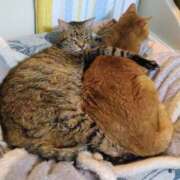 ヒメ日記 2026/02/22 23:14 投稿 ちなみ MINT(日本橋)