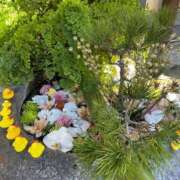 ヒメ日記 2025/01/03 19:47 投稿 野々村　りえ 東京ローズマリー