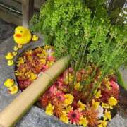 ヒメ日記 2025/05/03 23:37 投稿 野々村　りえ 東京ローズマリー