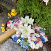 ヒメ日記 2025/06/07 23:57 投稿 野々村　りえ 東京ローズマリー