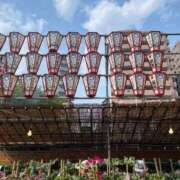 ヒメ日記 2025/07/08 19:47 投稿 野々村　りえ 東京ローズマリー