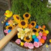 ヒメ日記 2025/08/04 19:47 投稿 野々村　りえ 東京ローズマリー