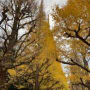 ヒメ日記 2025/11/29 09:17 投稿 野々村　りえ 東京ローズマリー