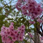 ヒメ日記 2026/03/24 22:57 投稿 野々村　りえ 東京ローズマリー