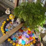 野々村　りえ 4月の 東京ローズマリー