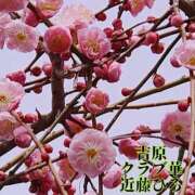 ヒメ日記 2025/03/24 02:03 投稿 近藤ひろ クラブ華