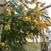 ヒメ日記 2025/04/02 06:25 投稿 近藤ひろ クラブ華