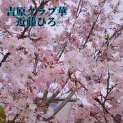 ヒメ日記 2025/04/04 08:48 投稿 近藤ひろ クラブ華