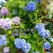 ヒメ日記 2025/06/17 07:54 投稿 近藤ひろ クラブ華