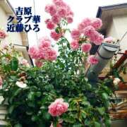 ヒメ日記 2025/06/17 21:27 投稿 近藤ひろ クラブ華