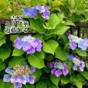 ヒメ日記 2025/06/28 05:43 投稿 近藤ひろ クラブ華