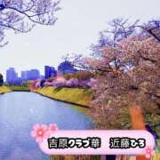 ヒメ日記 2026/04/06 14:06 投稿 近藤ひろ クラブ華