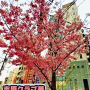 ヒメ日記 2026/04/09 12:42 投稿 近藤ひろ クラブ華