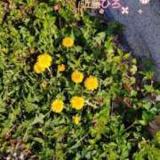 ヒメ日記 2026/04/09 17:02 投稿 近藤ひろ クラブ華