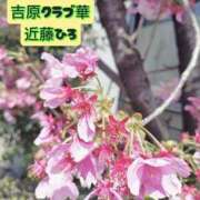 ヒメ日記 2026/04/14 08:14 投稿 近藤ひろ クラブ華