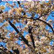 ヒメ日記 2026/04/20 23:46 投稿 近藤ひろ クラブ華