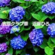 ヒメ日記 2026/06/15 21:06 投稿 近藤ひろ クラブ華
