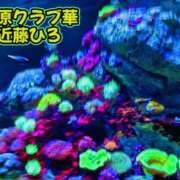 ヒメ日記 2026/08/09 09:04 投稿 近藤ひろ クラブ華