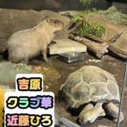 ヒメ日記 2026/08/15 13:01 投稿 近藤ひろ クラブ華