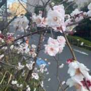 ヒメ日記 2026/03/01 10:47 投稿 杉本　加代子 東京ローズマリー