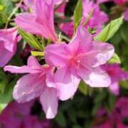 ヒメ日記 2025/04/26 20:47 投稿 仲村　いずみ 東京ローズマリー