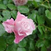 ヒメ日記 2025/05/11 20:47 投稿 仲村　いずみ 東京ローズマリー