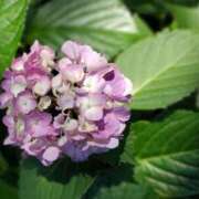 ヒメ日記 2025/06/05 20:27 投稿 仲村　いずみ 東京ローズマリー