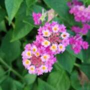 ヒメ日記 2025/09/21 19:07 投稿 仲村　いずみ 東京ローズマリー