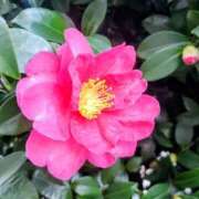 ヒメ日記 2025/12/31 17:07 投稿 仲村　いずみ 東京ローズマリー