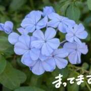 仲村　いずみ こんにちは 東京ローズマリー