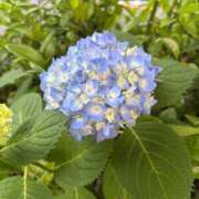 ヒメ日記 2026/06/17 09:50 投稿 あいの 綺麗なお姉様専門　町田リング4C（アンジェリークグループ）