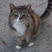 ヒメ日記 2024/12/29 16:57 投稿 れん セクシーキャット 神田店