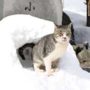 ヒメ日記 2024/12/30 16:29 投稿 れん セクシーキャット 神田店