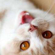 ヒメ日記 2025/01/03 14:52 投稿 れん セクシーキャット 神田店