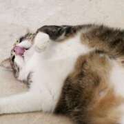 ヒメ日記 2025/01/05 18:03 投稿 れん セクシーキャット 神田店