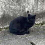 ヒメ日記 2025/01/14 15:59 投稿 れん セクシーキャット 神田店