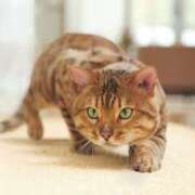 ヒメ日記 2025/01/16 19:27 投稿 れん セクシーキャット 神田店