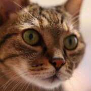 ヒメ日記 2025/03/15 16:13 投稿 れん セクシーキャット 神田店