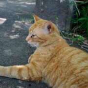 ヒメ日記 2025/03/18 17:15 投稿 れん セクシーキャット 神田店