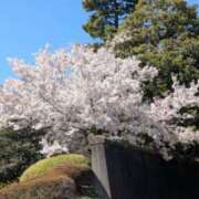 ヒメ日記 2025/04/05 21:39 投稿 れん セクシーキャット 神田店