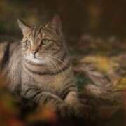 ヒメ日記 2025/04/12 14:47 投稿 れん セクシーキャット 神田店