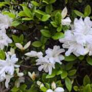 ヒメ日記 2025/04/19 15:26 投稿 れん セクシーキャット 神田店