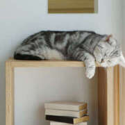 ヒメ日記 2025/04/24 15:38 投稿 れん セクシーキャット 神田店