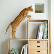 ヒメ日記 2025/05/24 16:04 投稿 れん セクシーキャット 神田店